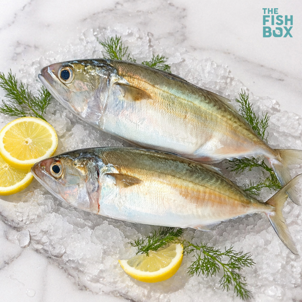 Aiyla (Indian Mackerel)