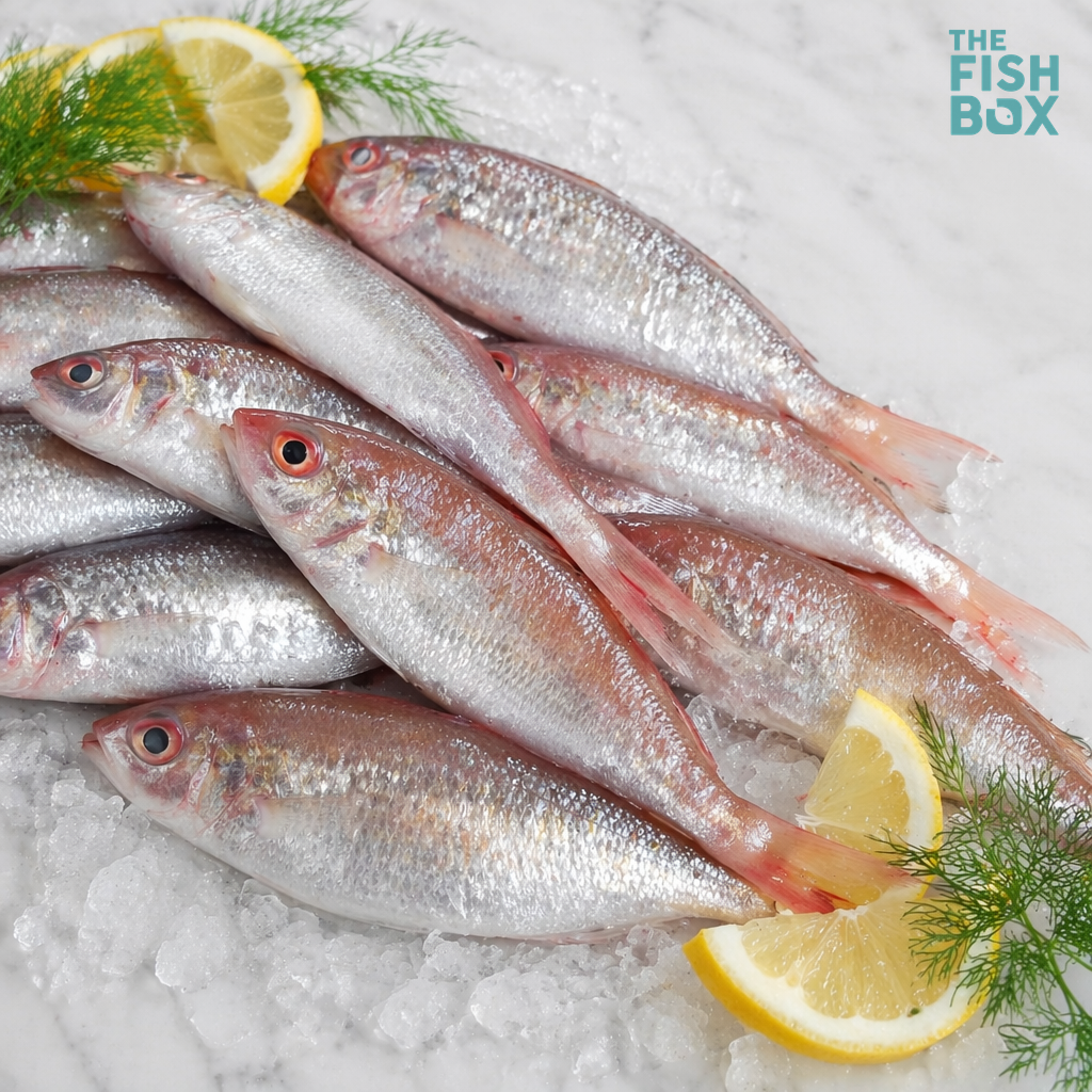 Shankara (Red Snapper)