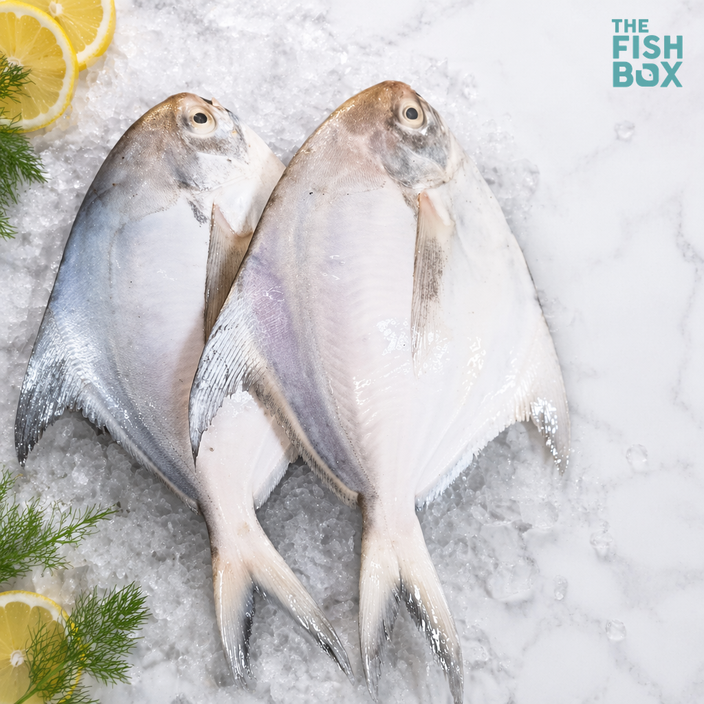 White Pomfret